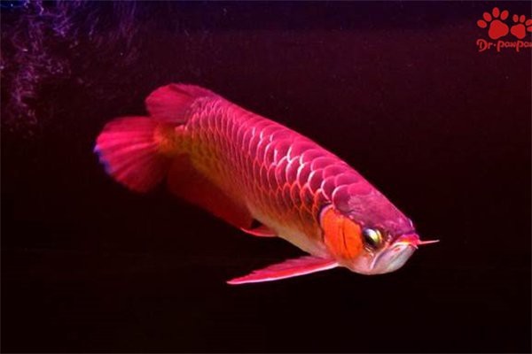 如何治療龍魚的爛尾病？【氧寵博士,龍魚爛尾怎么辦】
