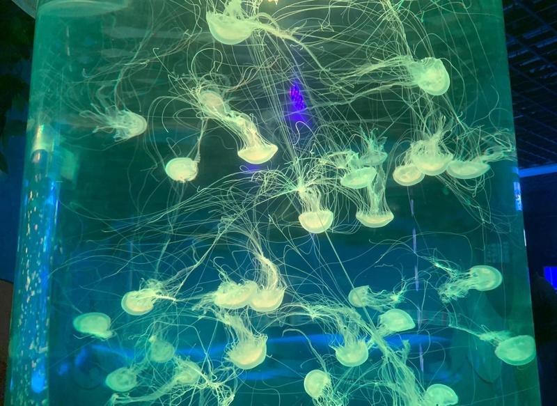 秦皇島水族店【秦皇島新澳海底世界有哪些水族店新澳海底世界有哪些特色】