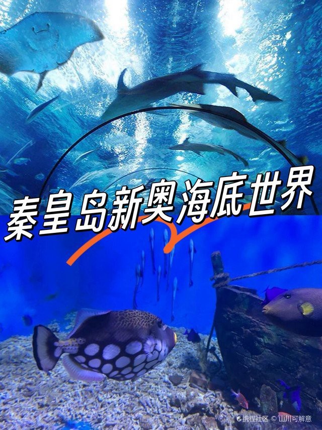 秦皇島水族店【秦皇島新澳海底世界有哪些水族店新澳海底世界有哪些特色】