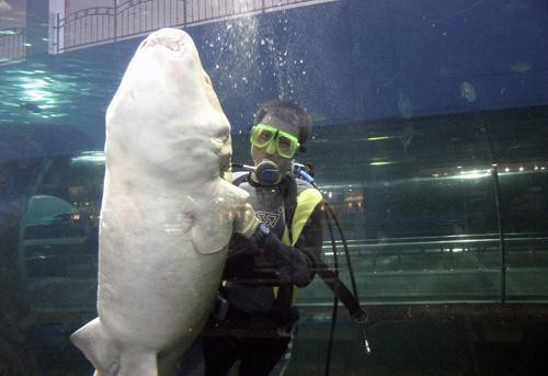 秦皇島水族店【秦皇島新澳海底世界有哪些水族店新澳海底世界有哪些特色】