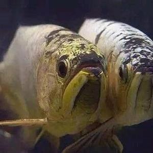 金龍魚視頻作品在哪里可以觀看？【如何找到更多金龍魚的視頻？】