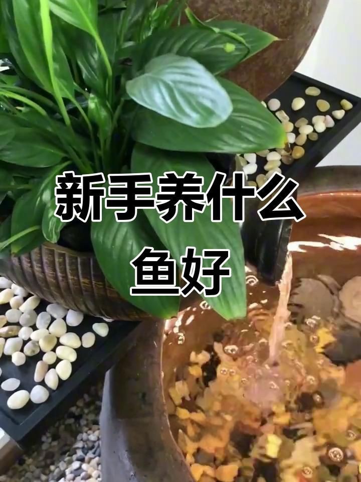 十大最好養(yǎng)的魚中哪種最便宜？【10種最好養(yǎng)的冷水魚，皮實漂亮又便宜,適合養(yǎng)魚新手嗶哩嗶哩】