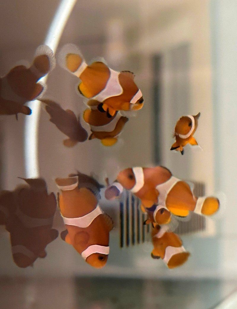 阿克蘇魚缸定做【阿克蘇魚缸定做服務】