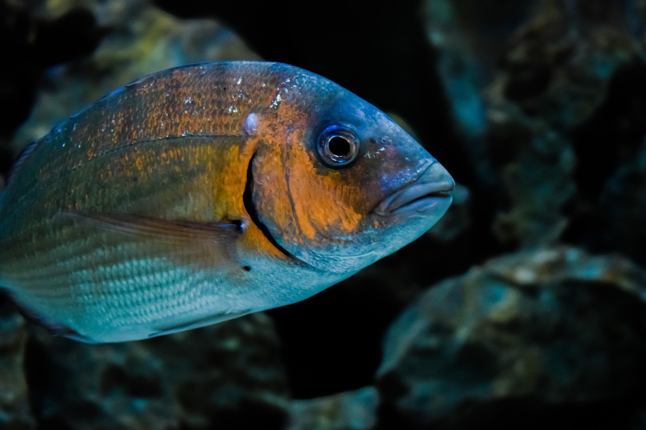 龍魚屬于_魚類【龍魚在水域屬于什么魚類？】 龍魚屬于_魚類【龍魚在水域屬于什么魚類？】 水族問答 第2張
