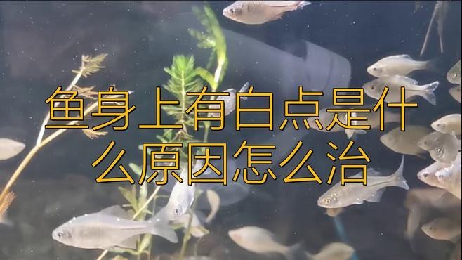 如何預(yù)防紅金龍魚的白點病？【如何預(yù)防紅金龍魚白點病】