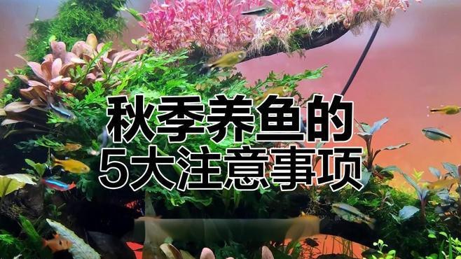 如何預(yù)防紅金龍魚的白點病？【如何預(yù)防紅金龍魚白點病】