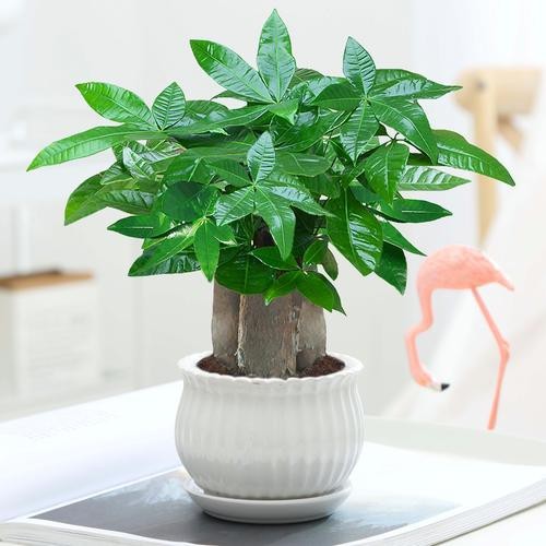 發(fā)財(cái)樹(shù)的圖片【《發(fā)財(cái)樹(shù)：寓意美好的綠植風(fēng)采》】 發(fā)財(cái)樹(shù)的圖片【《發(fā)財(cái)樹(shù)：寓意美好的綠植風(fēng)采》】 龍魚(yú)論壇 第1張