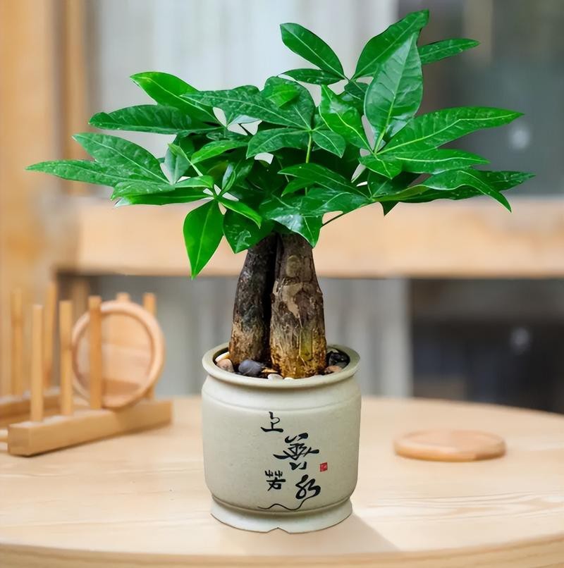 發(fā)財(cái)樹(shù)的圖片【《發(fā)財(cái)樹(shù)：寓意美好的綠植風(fēng)采》】 發(fā)財(cái)樹(shù)的圖片【《發(fā)財(cái)樹(shù)：寓意美好的綠植風(fēng)采》】 龍魚(yú)論壇 第2張