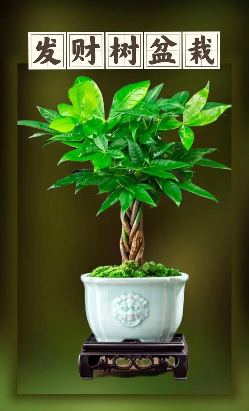 發(fā)財(cái)樹(shù)的圖片【《發(fā)財(cái)樹(shù)：寓意美好的綠植風(fēng)采》】 發(fā)財(cái)樹(shù)的圖片【《發(fā)財(cái)樹(shù)：寓意美好的綠植風(fēng)采》】 龍魚(yú)論壇 第6張