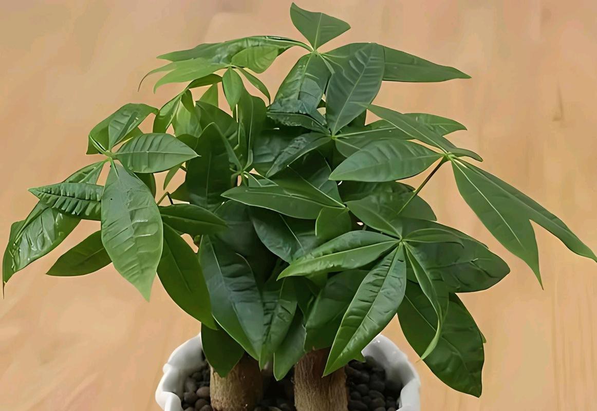 發(fā)財(cái)樹(shù)的圖片【《發(fā)財(cái)樹(shù)：寓意美好的綠植風(fēng)采》】 發(fā)財(cái)樹(shù)的圖片【《發(fā)財(cái)樹(shù)：寓意美好的綠植風(fēng)采》】 龍魚(yú)論壇 第5張