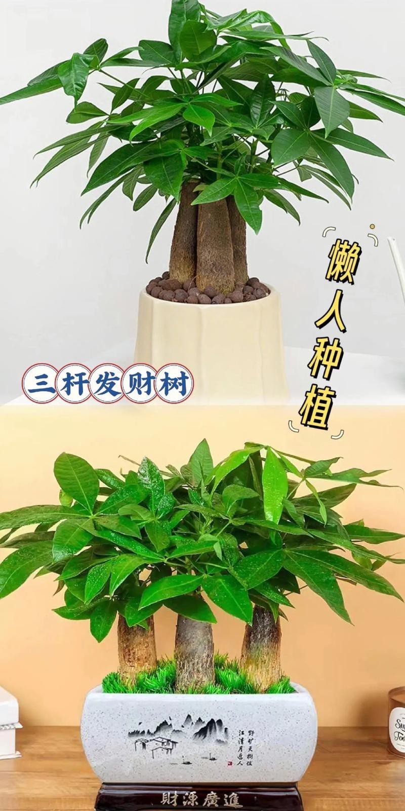 發(fā)財(cái)樹(shù)的圖片【《發(fā)財(cái)樹(shù)：寓意美好的綠植風(fēng)采》】 發(fā)財(cái)樹(shù)的圖片【《發(fā)財(cái)樹(shù)：寓意美好的綠植風(fēng)采》】 龍魚(yú)論壇 第7張