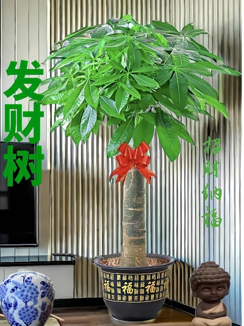 發(fā)財(cái)樹(shù)的圖片【《發(fā)財(cái)樹(shù)：寓意美好的綠植風(fēng)采》】 發(fā)財(cái)樹(shù)的圖片【《發(fā)財(cái)樹(shù)：寓意美好的綠植風(fēng)采》】 龍魚(yú)論壇 第4張