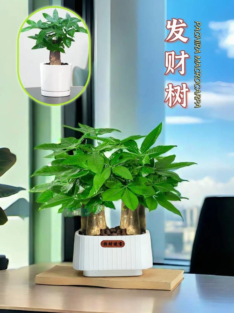 發(fā)財(cái)樹(shù)的圖片【《發(fā)財(cái)樹(shù)：寓意美好的綠植風(fēng)采》】 發(fā)財(cái)樹(shù)的圖片【《發(fā)財(cái)樹(shù)：寓意美好的綠植風(fēng)采》】 龍魚(yú)論壇 第10張