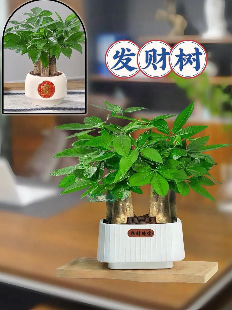 發(fā)財(cái)樹(shù)的圖片【《發(fā)財(cái)樹(shù)：寓意美好的綠植風(fēng)采》】 發(fā)財(cái)樹(shù)的圖片【《發(fā)財(cái)樹(shù)：寓意美好的綠植風(fēng)采》】 龍魚(yú)論壇 第9張