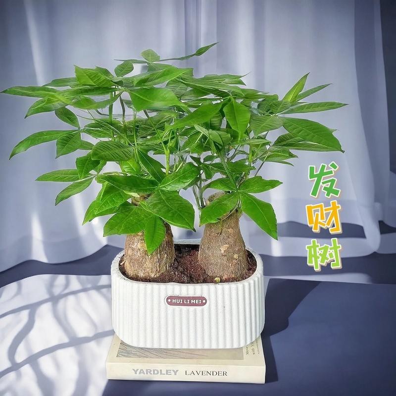 發(fā)財(cái)樹(shù)的圖片【《發(fā)財(cái)樹(shù)：寓意美好的綠植風(fēng)采》】 發(fā)財(cái)樹(shù)的圖片【《發(fā)財(cái)樹(shù)：寓意美好的綠植風(fēng)采》】 龍魚(yú)論壇 第8張