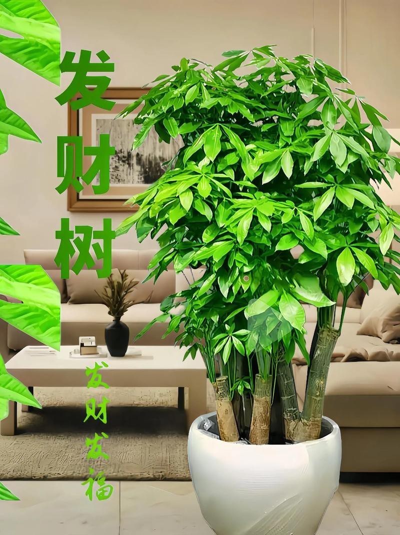 發(fā)財(cái)樹(shù)的圖片【《發(fā)財(cái)樹(shù)：寓意美好的綠植風(fēng)采》】 發(fā)財(cái)樹(shù)的圖片【《發(fā)財(cái)樹(shù)：寓意美好的綠植風(fēng)采》】 龍魚(yú)論壇 第14張