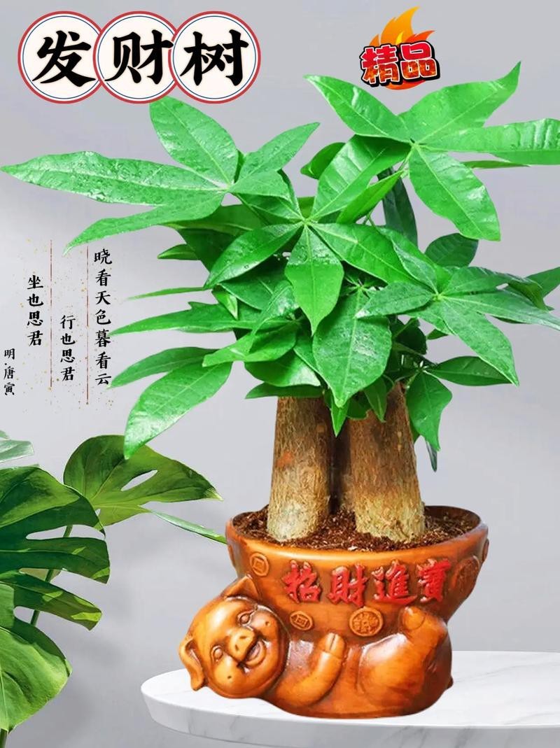 發(fā)財(cái)樹(shù)的圖片【《發(fā)財(cái)樹(shù)：寓意美好的綠植風(fēng)采》】 發(fā)財(cái)樹(shù)的圖片【《發(fā)財(cái)樹(shù)：寓意美好的綠植風(fēng)采》】 龍魚(yú)論壇 第13張