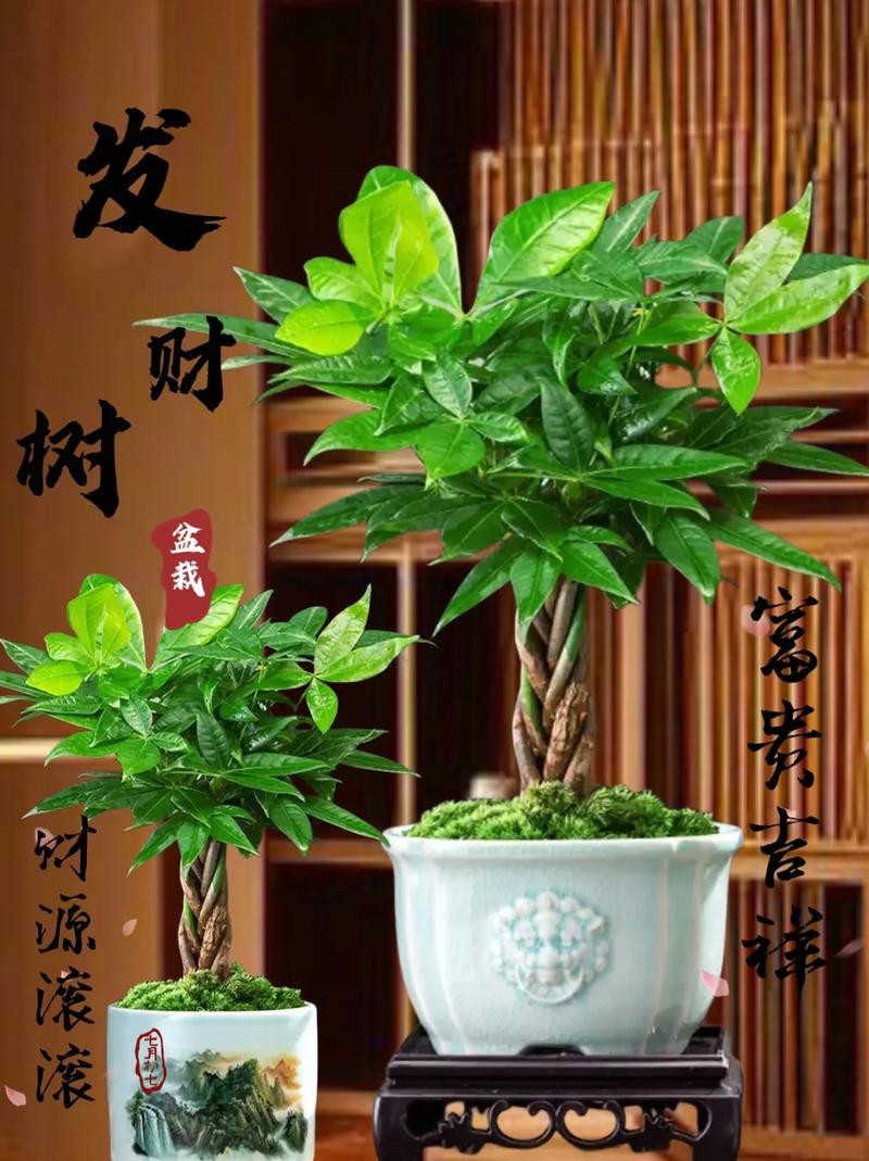發(fā)財(cái)樹(shù)的圖片【《發(fā)財(cái)樹(shù)：寓意美好的綠植風(fēng)采》】 發(fā)財(cái)樹(shù)的圖片【《發(fā)財(cái)樹(shù)：寓意美好的綠植風(fēng)采》】 龍魚(yú)論壇 第11張