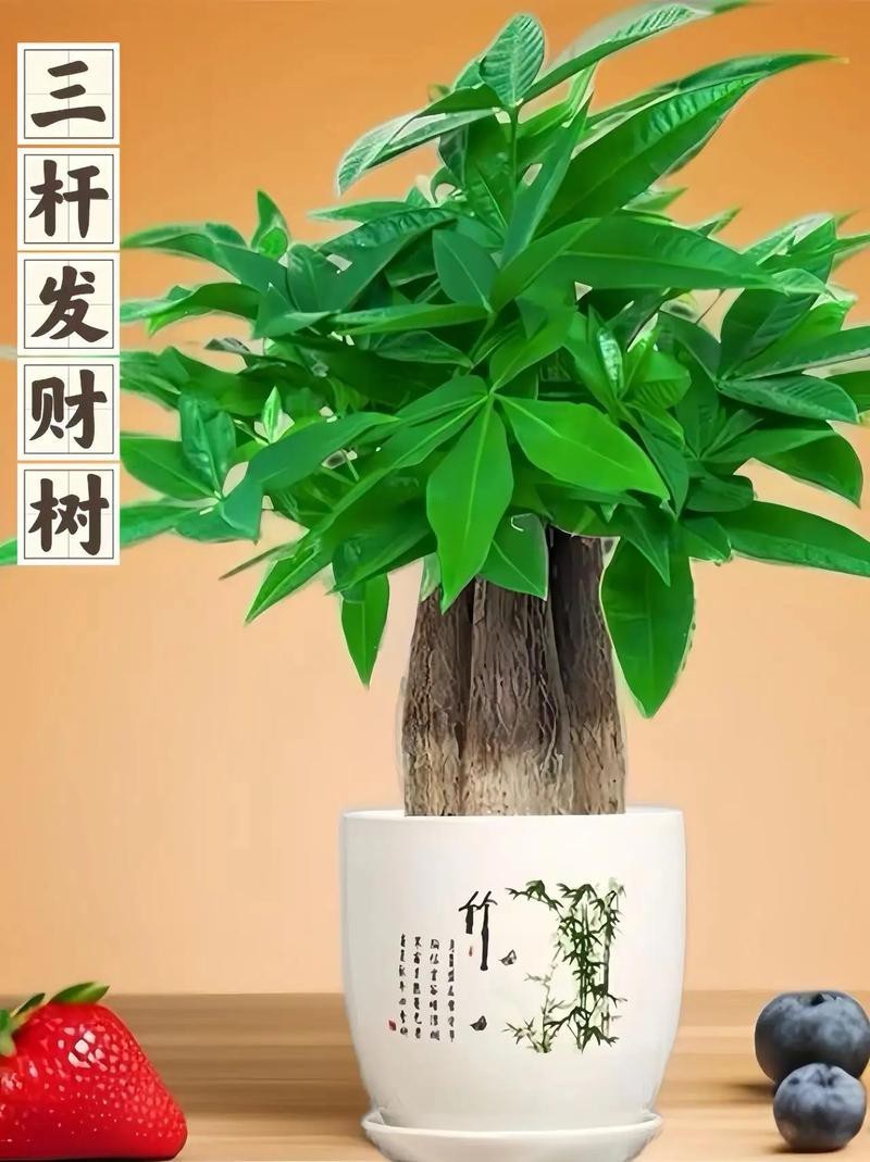 發(fā)財(cái)樹(shù)的圖片【《發(fā)財(cái)樹(shù)：寓意美好的綠植風(fēng)采》】 發(fā)財(cái)樹(shù)的圖片【《發(fā)財(cái)樹(shù)：寓意美好的綠植風(fēng)采》】 龍魚(yú)論壇 第12張