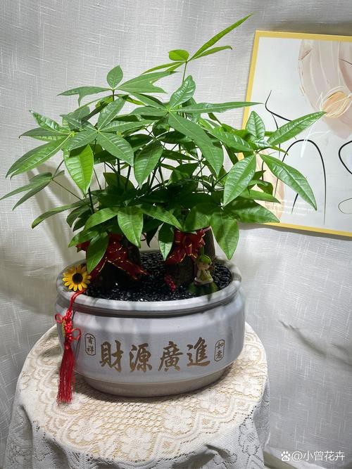 發(fā)財(cái)樹(shù)的圖片【《發(fā)財(cái)樹(shù)：寓意美好的綠植風(fēng)采》】 發(fā)財(cái)樹(shù)的圖片【《發(fā)財(cái)樹(shù)：寓意美好的綠植風(fēng)采》】 龍魚(yú)論壇 第17張