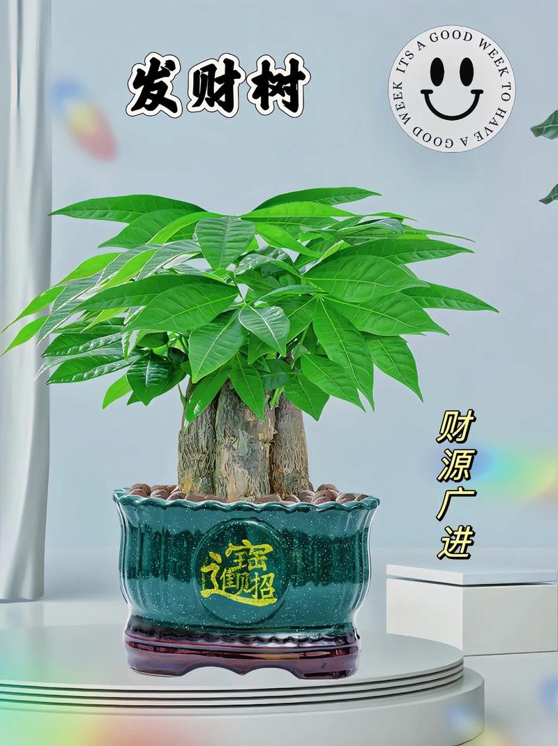 發(fā)財(cái)樹(shù)的圖片【《發(fā)財(cái)樹(shù)：寓意美好的綠植風(fēng)采》】 發(fā)財(cái)樹(shù)的圖片【《發(fā)財(cái)樹(shù)：寓意美好的綠植風(fēng)采》】 龍魚(yú)論壇 第19張