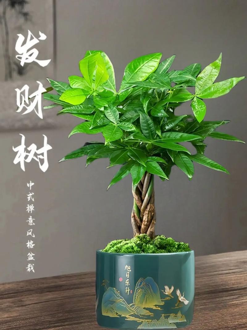 發(fā)財(cái)樹(shù)的圖片【《發(fā)財(cái)樹(shù)：寓意美好的綠植風(fēng)采》】 發(fā)財(cái)樹(shù)的圖片【《發(fā)財(cái)樹(shù)：寓意美好的綠植風(fēng)采》】 龍魚(yú)論壇 第15張