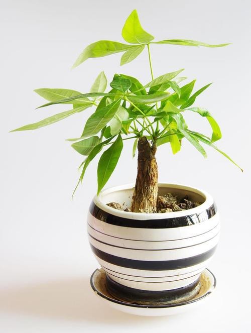 發(fā)財(cái)樹(shù)的圖片【《發(fā)財(cái)樹(shù)：寓意美好的綠植風(fēng)采》】 發(fā)財(cái)樹(shù)的圖片【《發(fā)財(cái)樹(shù)：寓意美好的綠植風(fēng)采》】 龍魚(yú)論壇 第18張