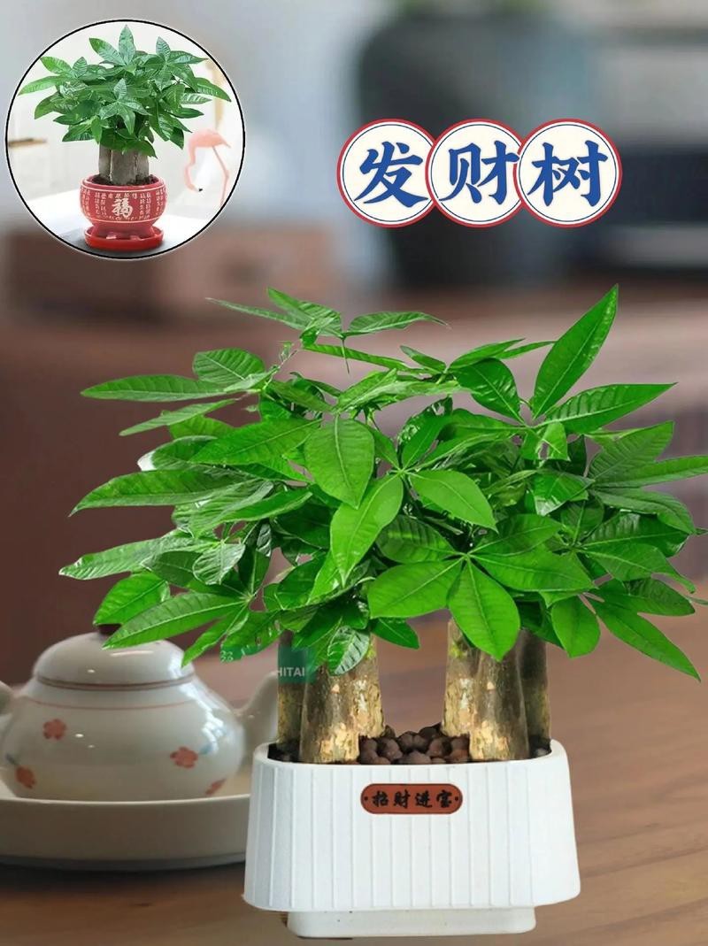 發(fā)財(cái)樹(shù)的圖片【《發(fā)財(cái)樹(shù)：寓意美好的綠植風(fēng)采》】 發(fā)財(cái)樹(shù)的圖片【《發(fā)財(cái)樹(shù)：寓意美好的綠植風(fēng)采》】 龍魚(yú)論壇 第16張