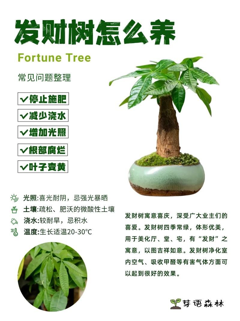 發(fā)財(cái)樹(shù)的圖片【《發(fā)財(cái)樹(shù)：寓意美好的綠植風(fēng)采》】 發(fā)財(cái)樹(shù)的圖片【《發(fā)財(cái)樹(shù)：寓意美好的綠植風(fēng)采》】 龍魚(yú)論壇 第21張