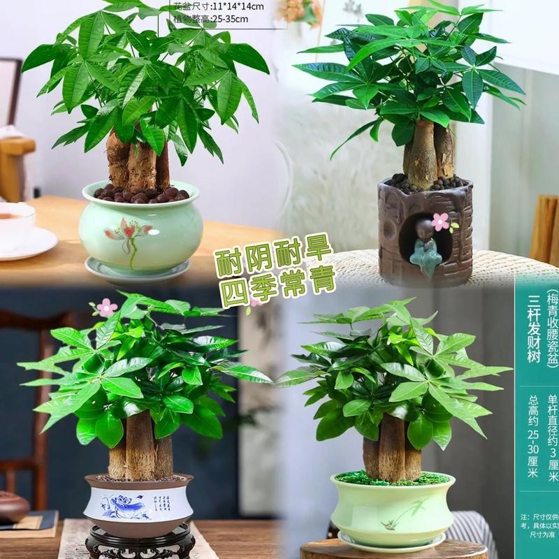 發(fā)財(cái)樹(shù)的圖片【《發(fā)財(cái)樹(shù)：寓意美好的綠植風(fēng)采》】 發(fā)財(cái)樹(shù)的圖片【《發(fā)財(cái)樹(shù)：寓意美好的綠植風(fēng)采》】 龍魚(yú)論壇 第20張