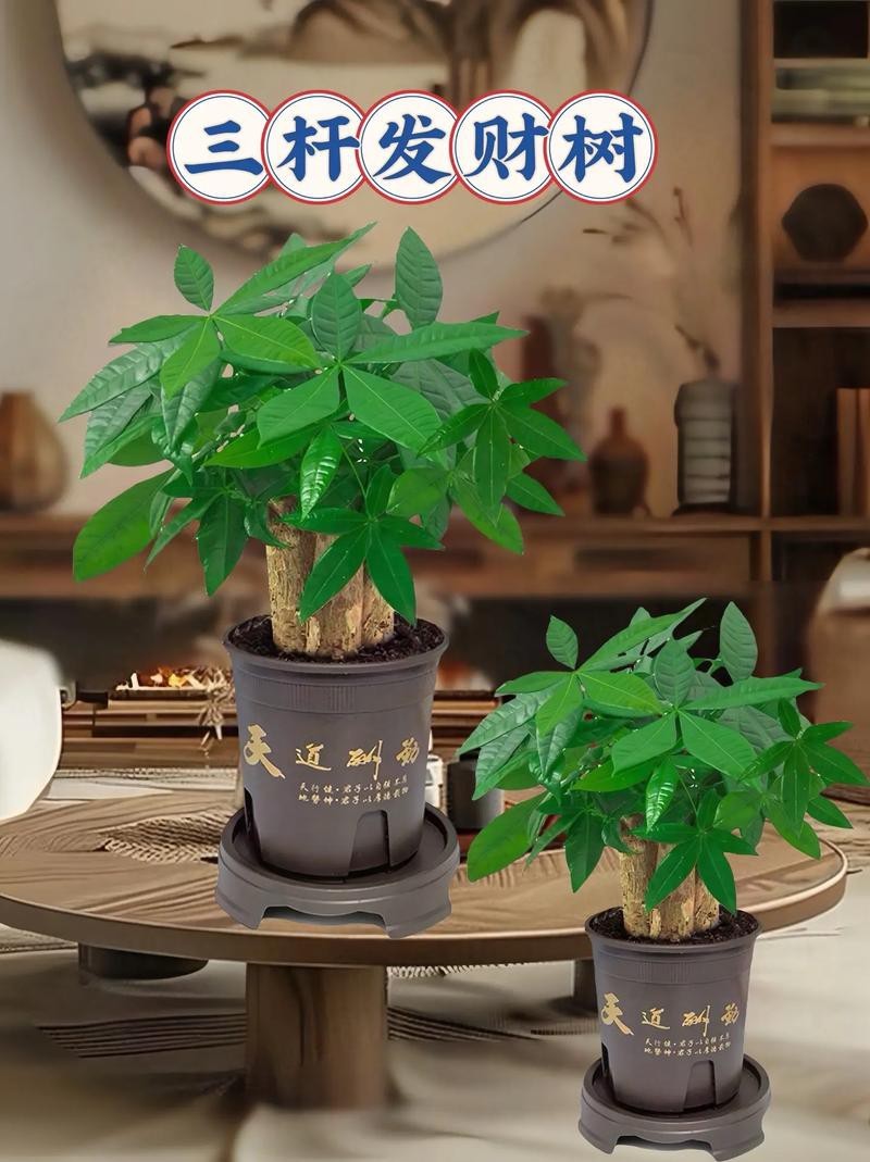 發(fā)財(cái)樹(shù)的圖片【《發(fā)財(cái)樹(shù)：寓意美好的綠植風(fēng)采》】 發(fā)財(cái)樹(shù)的圖片【《發(fā)財(cái)樹(shù)：寓意美好的綠植風(fēng)采》】 龍魚(yú)論壇 第22張