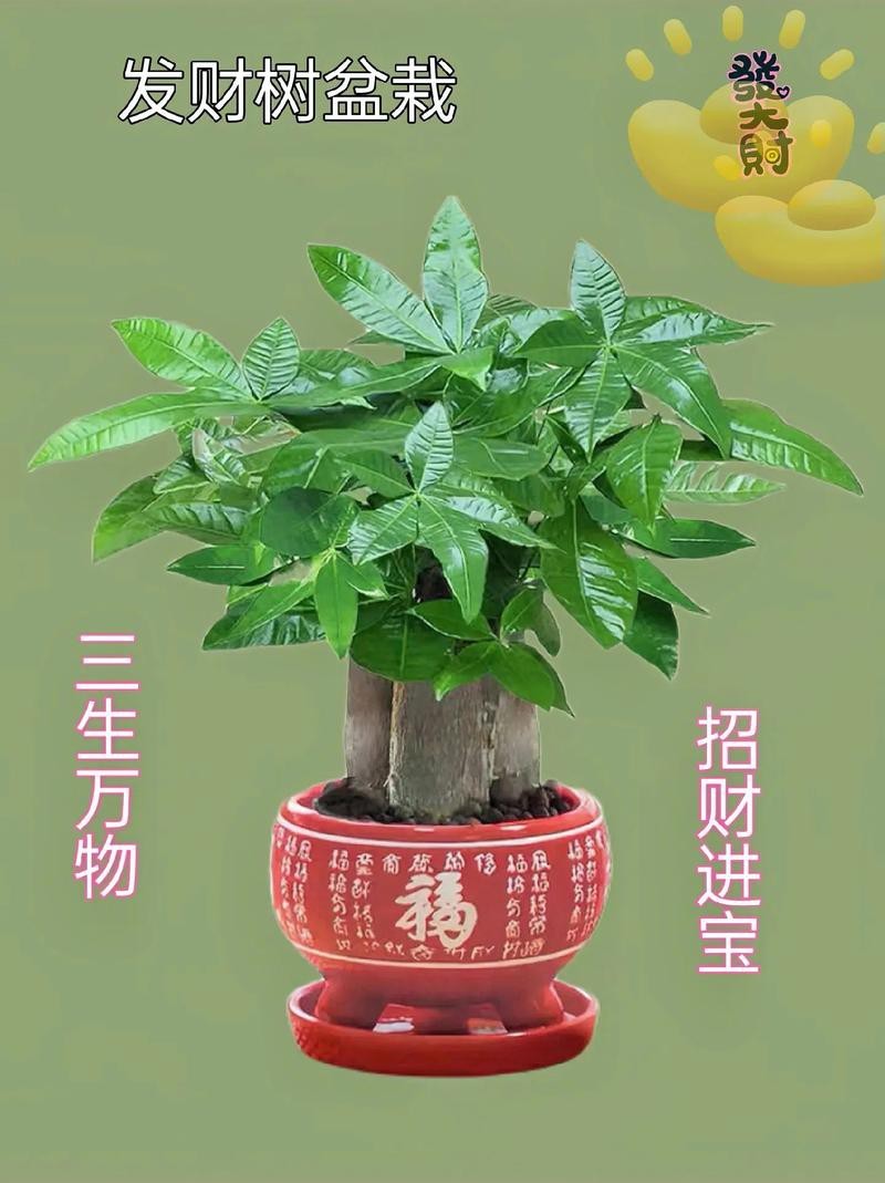 發(fā)財(cái)樹(shù)的圖片【《發(fā)財(cái)樹(shù)：寓意美好的綠植風(fēng)采》】 發(fā)財(cái)樹(shù)的圖片【《發(fā)財(cái)樹(shù)：寓意美好的綠植風(fēng)采》】 龍魚(yú)論壇 第23張