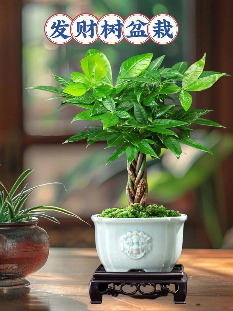 發(fā)財(cái)樹(shù)的圖片【《發(fā)財(cái)樹(shù)：寓意美好的綠植風(fēng)采》】 發(fā)財(cái)樹(shù)的圖片【《發(fā)財(cái)樹(shù)：寓意美好的綠植風(fēng)采》】 龍魚(yú)論壇 第27張