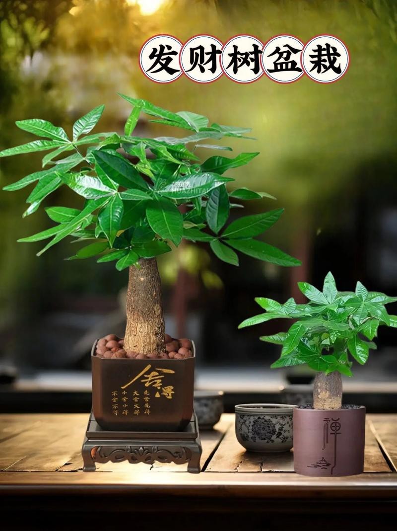 發(fā)財(cái)樹(shù)的圖片【《發(fā)財(cái)樹(shù)：寓意美好的綠植風(fēng)采》】 發(fā)財(cái)樹(shù)的圖片【《發(fā)財(cái)樹(shù)：寓意美好的綠植風(fēng)采》】 龍魚(yú)論壇 第26張
