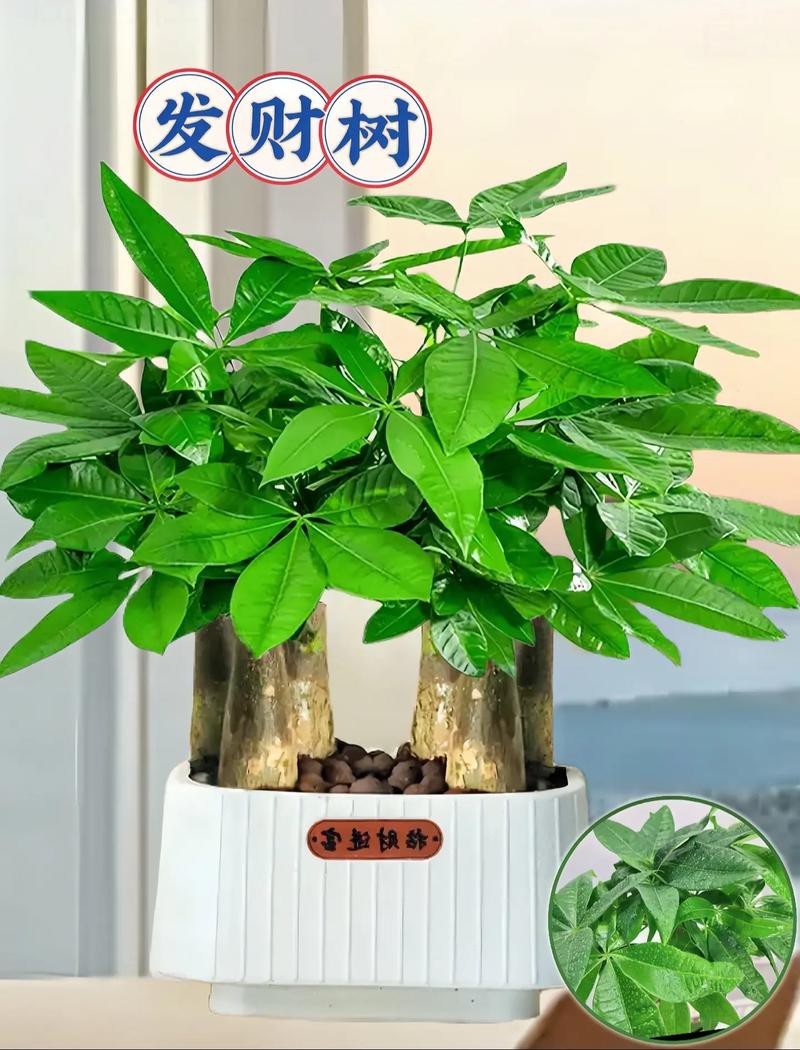 發(fā)財(cái)樹(shù)的圖片【《發(fā)財(cái)樹(shù)：寓意美好的綠植風(fēng)采》】 發(fā)財(cái)樹(shù)的圖片【《發(fā)財(cái)樹(shù)：寓意美好的綠植風(fēng)采》】 龍魚(yú)論壇 第25張