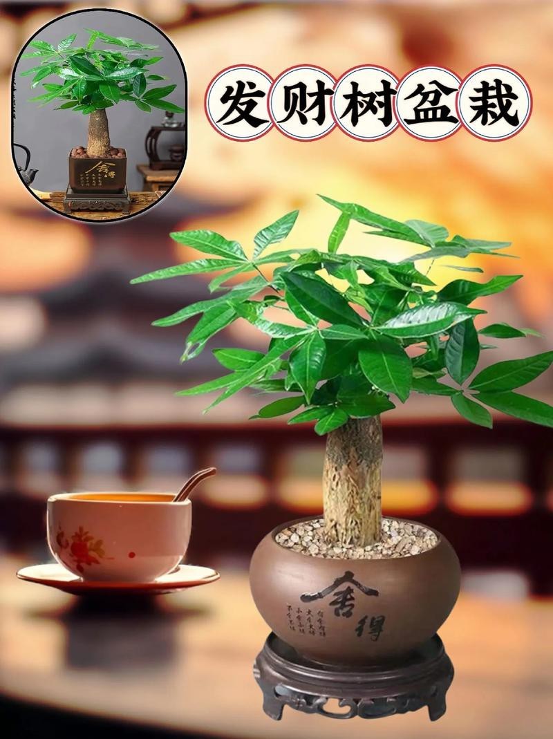 發(fā)財(cái)樹(shù)的圖片【《發(fā)財(cái)樹(shù)：寓意美好的綠植風(fēng)采》】 發(fā)財(cái)樹(shù)的圖片【《發(fā)財(cái)樹(shù)：寓意美好的綠植風(fēng)采》】 龍魚(yú)論壇 第24張