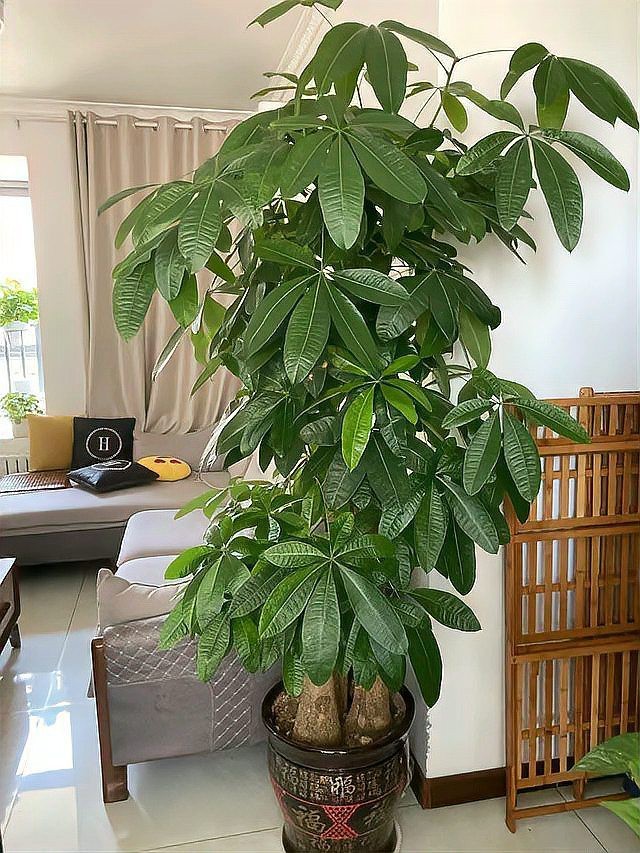 發(fā)財(cái)樹(shù)的圖片【《發(fā)財(cái)樹(shù)：寓意美好的綠植風(fēng)采》】 發(fā)財(cái)樹(shù)的圖片【《發(fā)財(cái)樹(shù)：寓意美好的綠植風(fēng)采》】 龍魚(yú)論壇 第32張