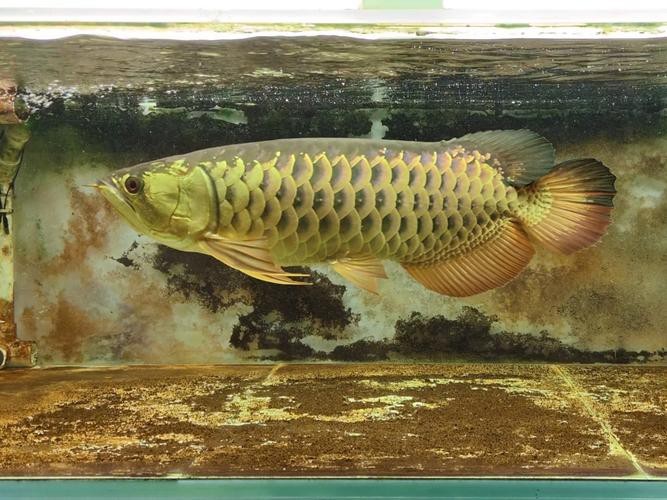 提供一張過背金龍魚的圖片【過背金龍魚的價格】