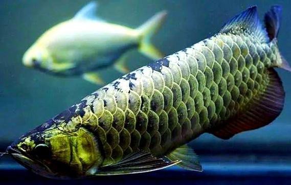 提供一張過背金龍魚的圖片【過背金龍魚的價格】