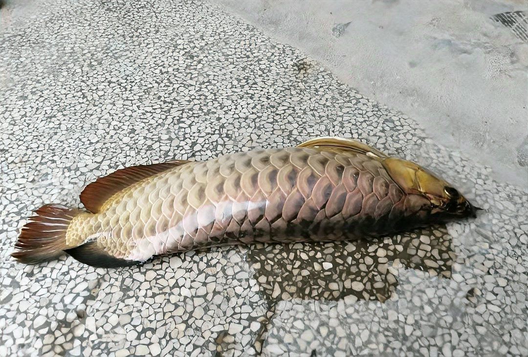 龍魚在低水位下會有哪些影響？【低水位養(yǎng)龍魚，利與弊如何權衡】 龍魚在低水位下會有哪些影響？【低水位養(yǎng)龍魚，利與弊如何權衡】 龍魚百科 第5張