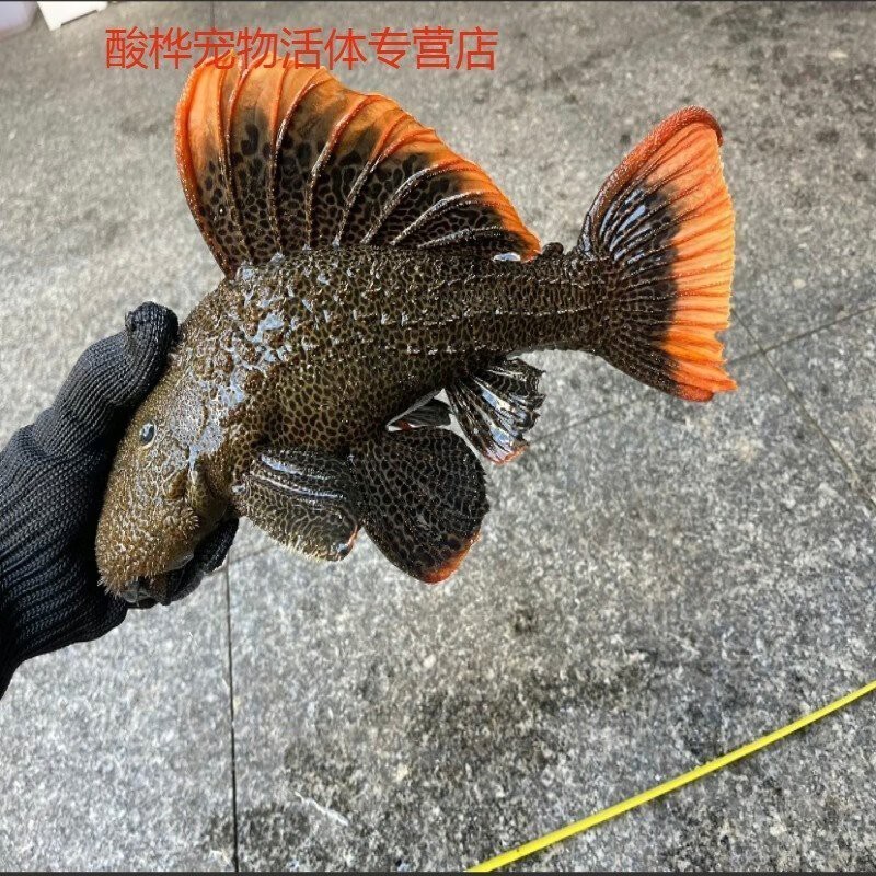 晉安龍魚店【《晉安龍魚店：水族世界的奇妙角落》**】