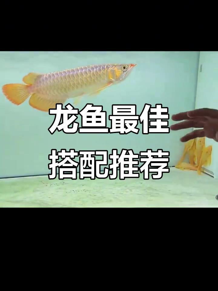 銀龍魚可以混養哪些魚【白子銀龍魚混養需謹慎選搭**】 銀龍魚可以混養哪些魚【白子銀龍魚混養需謹慎選搭**】 龍魚論壇 第3張