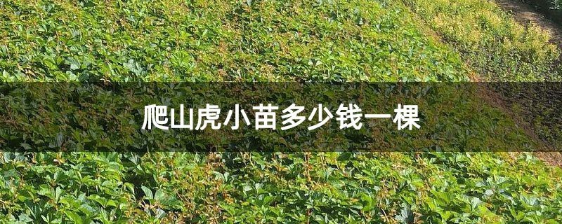 爬山虎苗多少錢一棵【爬山虎的價格與生態價值】
