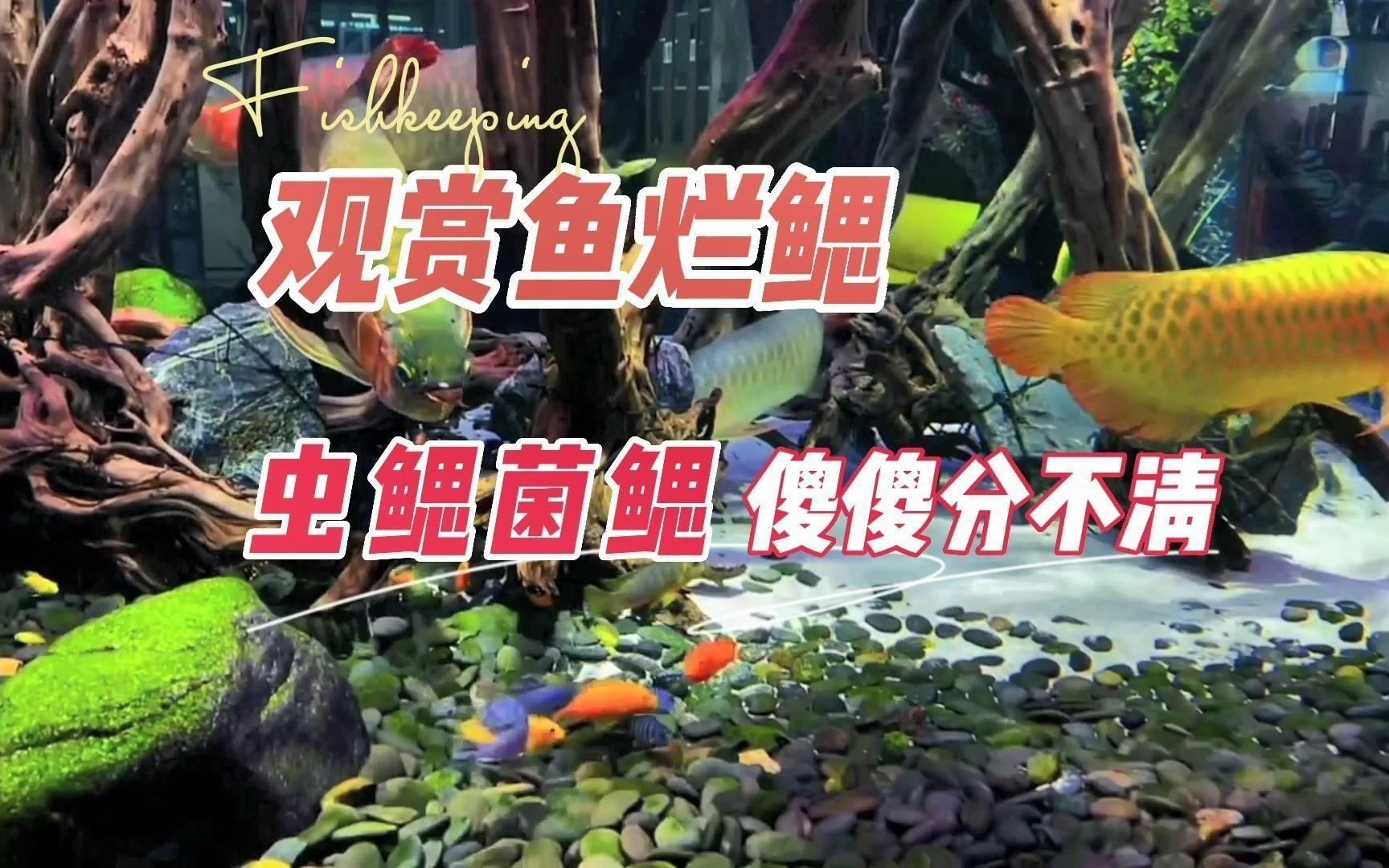 如何區分不同類型的爛鰓病？【養魚筆記第3季】 如何區分不同類型的爛鰓病？【養魚筆記第3季】 龍魚百科 第7張