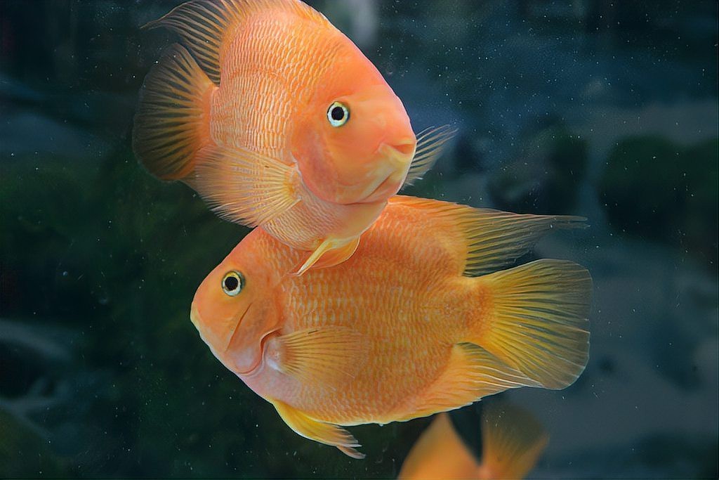 銀龍魚有哪些常見疾病【銀龍魚常見疾病及防治方法】