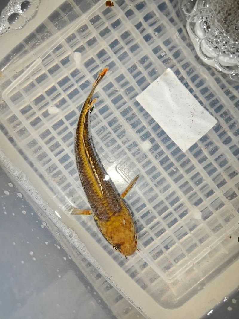 給我一些廣東野生雷龍魚的圖片【廣東男子釣獲“虎斑雷龍”,滿身花紋顏值爆表,魚友：1-2萬我要了】 給我一些廣東野生雷龍魚的圖片【廣東男子釣獲“虎斑雷龍”,滿身花紋顏值爆表,魚友：1-2萬我要了】 龍魚百科 第11張