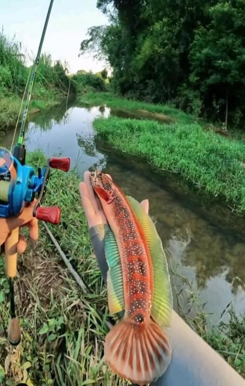 給我一些廣東野生雷龍魚的圖片【廣東男子釣獲“虎斑雷龍”,滿身花紋顏值爆表,魚友：1-2萬我要了】 給我一些廣東野生雷龍魚的圖片【廣東男子釣獲“虎斑雷龍”,滿身花紋顏值爆表,魚友：1-2萬我要了】 龍魚百科 第15張