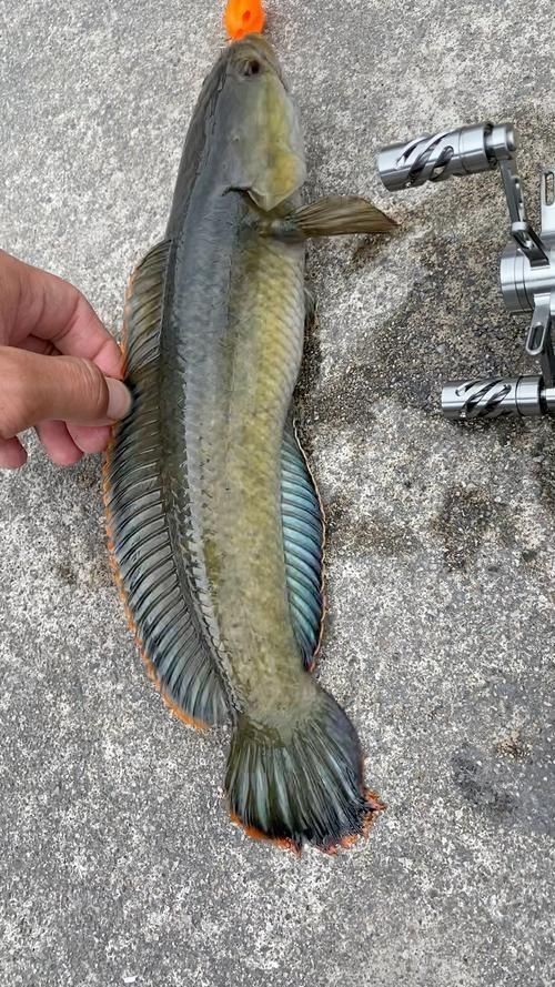 給我一些廣東野生雷龍魚的圖片【廣東男子釣獲“虎斑雷龍”,滿身花紋顏值爆表,魚友：1-2萬我要了】 給我一些廣東野生雷龍魚的圖片【廣東男子釣獲“虎斑雷龍”,滿身花紋顏值爆表,魚友：1-2萬我要了】 龍魚百科 第20張