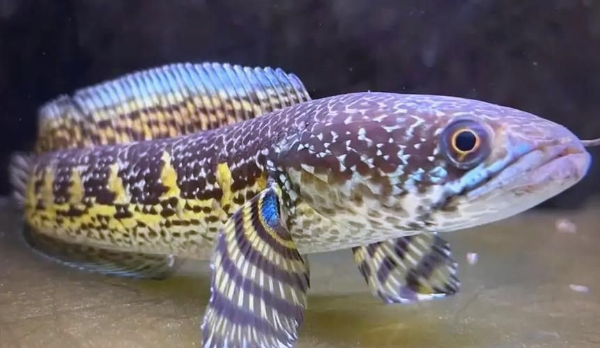 給我一些廣東野生雷龍魚的圖片【廣東男子釣獲“虎斑雷龍”,滿身花紋顏值爆表,魚友：1-2萬我要了】 給我一些廣東野生雷龍魚的圖片【廣東男子釣獲“虎斑雷龍”,滿身花紋顏值爆表,魚友：1-2萬我要了】 龍魚百科 第22張
