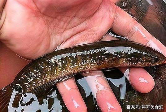 給我一些廣東野生雷龍魚的圖片【廣東男子釣獲“虎斑雷龍”,滿身花紋顏值爆表,魚友：1-2萬我要了】 給我一些廣東野生雷龍魚的圖片【廣東男子釣獲“虎斑雷龍”,滿身花紋顏值爆表,魚友：1-2萬我要了】 龍魚百科 第29張